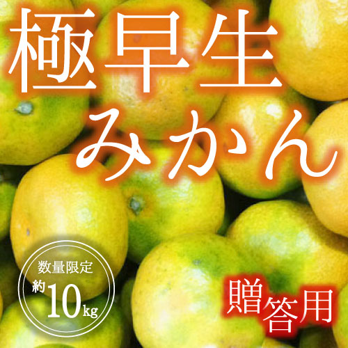 極早生ミカン<贈答用>（10kg）9月下旬～10月中旬