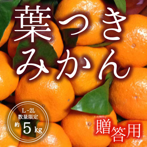 葉付きみかん<贈答用>（満杯詰め）12月1日～20日