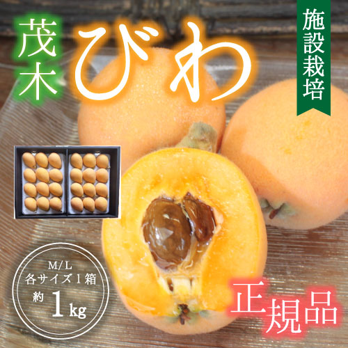 【ハウス栽培】玄ちゃんが育てた茂木びわ〈贈答用〉（M～L/約1kg）4月25日～発送