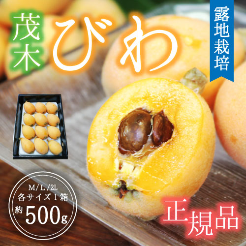 【露地栽培】玄ちゃんが育てた茂木びわ（2L～M/500g）5月20日頃～